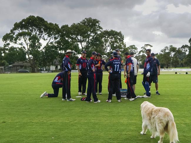 Bella, owned by Dandy team manager Paul Brimmer, caused a stir at the drinks break when she took a bite of the match ball, umpire Tim Wendelken sprinting to reclaim it.