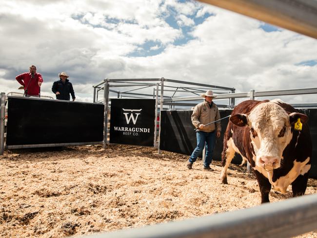 Warragundi Pastoral has an annual on-property bull sale.