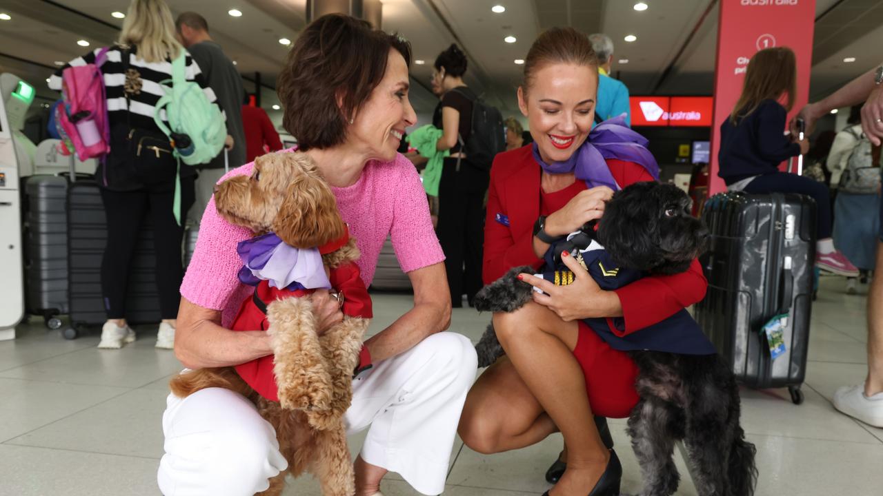 Virgin to trial pets on busiest route — but it won’t be cheap