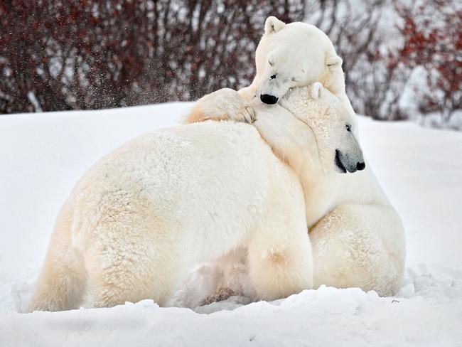 THEY may not celebrate Valentine’s Day, but these adorable animals will remind you that love comes in all shapes, sizes and species. Picture: TISHCENKO ALEXEY / CATERS NEWS