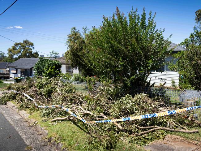 The fallen tree on Dargie St. Picture: Tom Parrish