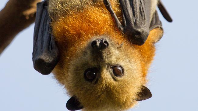 Close up of a young grey headed flying fox hanging in a tree and looking at camera