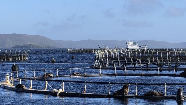 Salmon farming pens in Macquarie Harbour, Tasmania. Picture: Eloise Carr