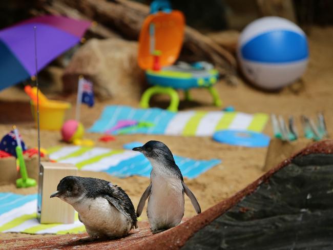 The little penguins at Manly SEA LIFE Sanctuary. Picture: Troy Snook