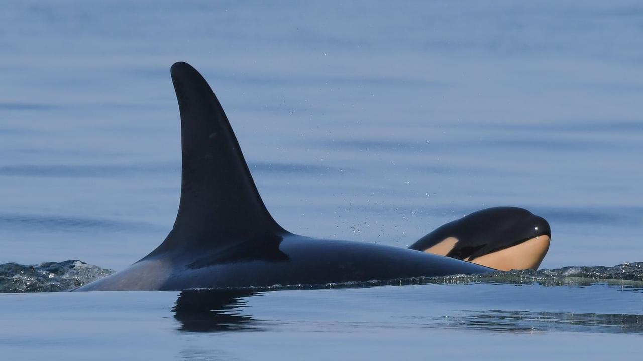 Tahlequah spotted with her healthy new baby calf. Picture: Katie Jones/Centre for Whale Research