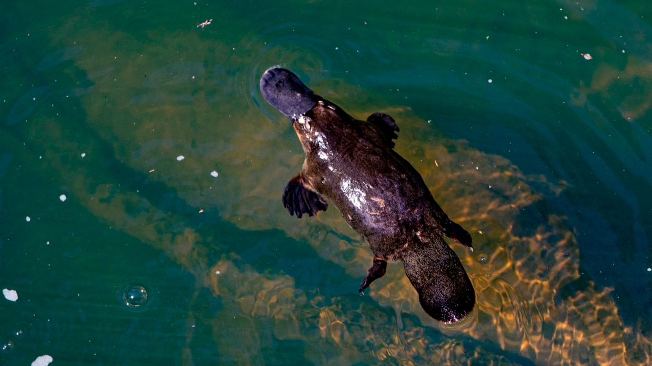 Baby platypus found in Royal National Park less than a year after ...