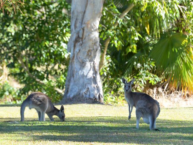 Kangaroos feeding in a park at Rockyview