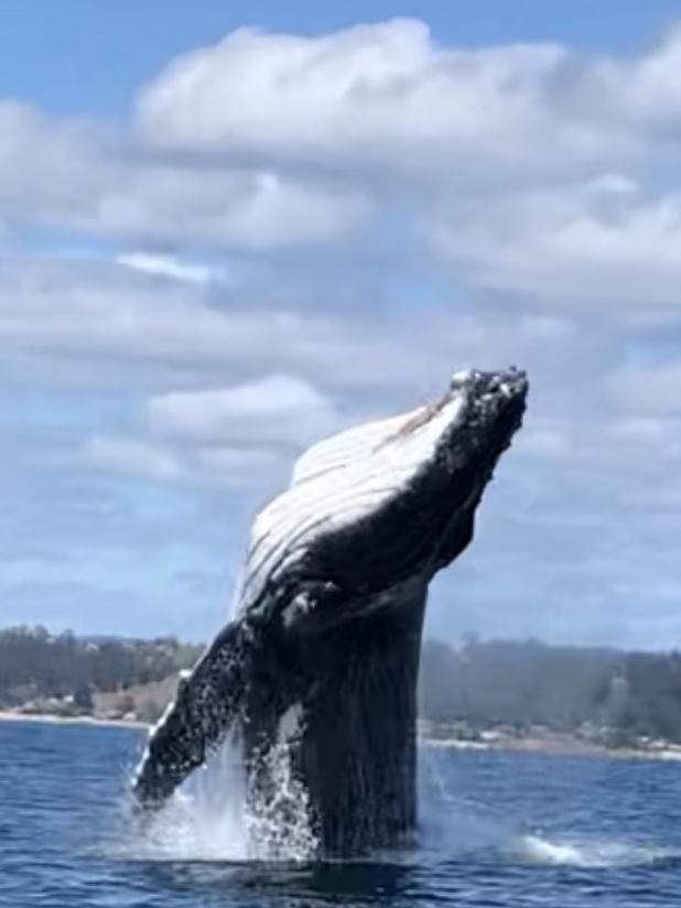 Whales spotted in the Bass Strait, Northern Tasmania. Picture: Ebony Richards