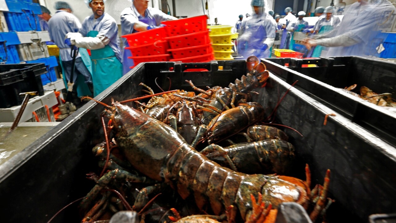 Australian lobsters remain cheap ahead of Christmas