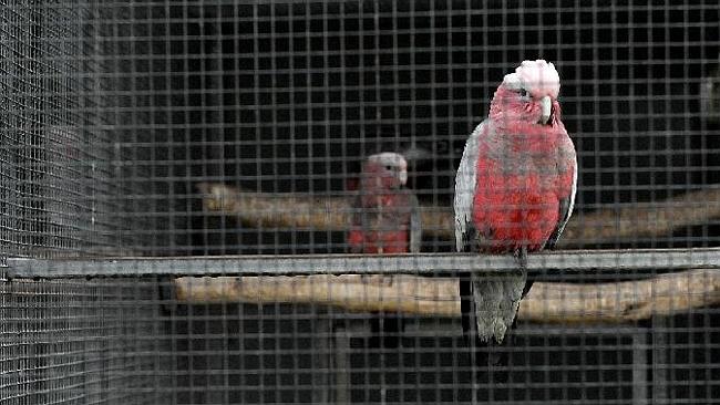 Galahgate Indonesian bird nappers fly free as Tony Abbott refuses