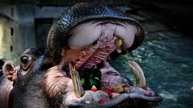 A hippopotamus eats frozen watermelon to cool off at the "Bioparco" zoo during a heat wave in Rome on July 15, 2023. Record heat is forecast around the world from the United States, where tens of millions are battling dangerously high temperatures, to Europe and Japan, in the latest example of the threat from global warming. Italy faces weekend predictions of historic highs with the health ministry issuing a red alert for 16 cities including Rome, Bologna and Florence. (Photo by Tiziana FABI / AFP)