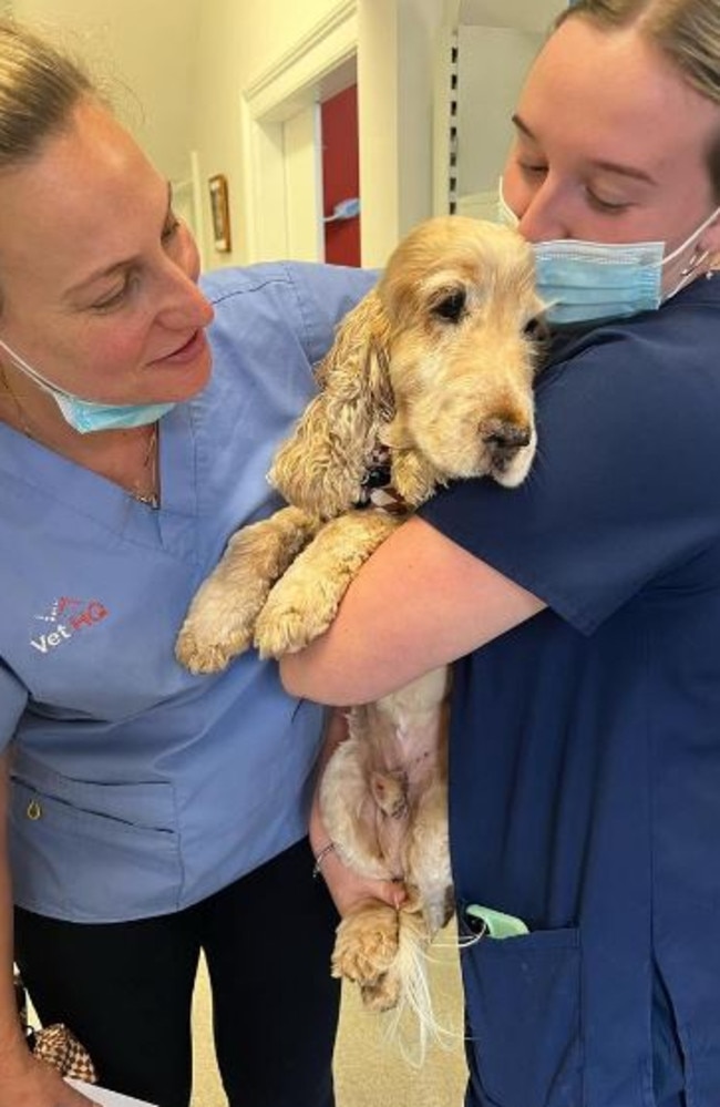 Abbie and Konrad were forced to put down the 11-year-old cocker spaniel after he contracted a ‘very bad’ infection resulting in sepsis close to shock. Picture: Instagram/abbiechatifeld