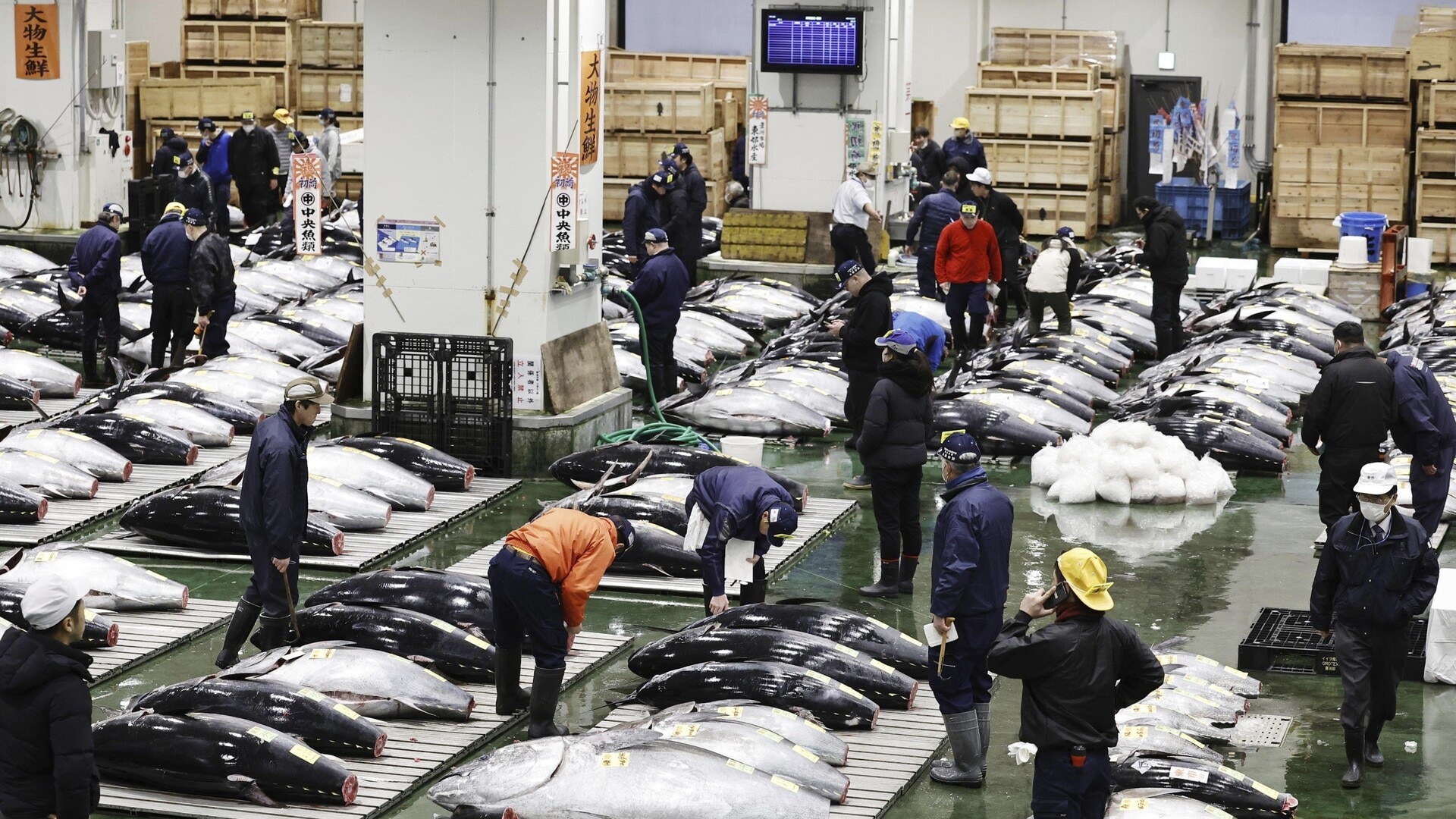 Tuna weighing 276 kilograms fetches $2.1 million at auction