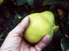 Cancer fighter looks beyond 'low-hanging fruit'