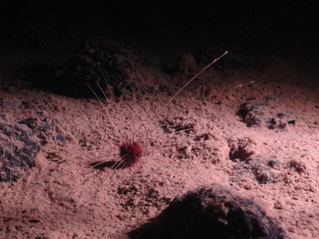 A handout image made available by the National Oceanography Centre on July 24, 2023, shows the abyssal urchin Plesiodiadema globulosum, one of the most abundant invertebrates in the NE Pacific region and found in the Clarion-Clipperton Zone (CCZ), has shown it is not just rich with life -- with one study finding some 5,000 species previously unknown to science -- but also far more complex than previously thought. That raises further questions about controversial proposals, currently being discussed at international talks in Jamaica, to mine the CCZ for the rock-like nodules. Once thought of as almost an underwater desert, the vast abyssal plain stretching between Hawaii and Mexico has been scoured by scientists as mining firms eye mineral-rich "nodules" scattered across the seafloor. From a giant sea cucumber dubbed the âgummy squirrelâ and a shrimp with a set of elongated bristly legs, to the many different tiny worms, crustaceans and mollusks living in the mud, the lightless ocean depths are far from barren. There are no commercial mining operations currently allowed in the CCZ and campaigners are hoping it stays that way. (Photo by Handout / National Oceanography Centre / Smartex project (NERC) / AFP) / RESTRICTED TO EDITORIAL USE - MANDATORY CREDIT "AFP PHOTO /National Oceanography Centre / Smartex project (NERC) " - NO MARKETING NO ADVERTISING CAMPAIGNS - DISTRIBUTED AS A SERVICE TO CLIENTS