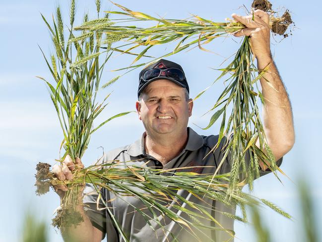 CROP: Stem Holland at SerpentineStem Holland at SerpentinePICTURED: Stem Holland in his wheat crop at SerpentinePicture: Zoe Phillips