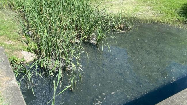 Sewer spill in the Albert River in the northern Gold Coast. This is water released in nearby drains.