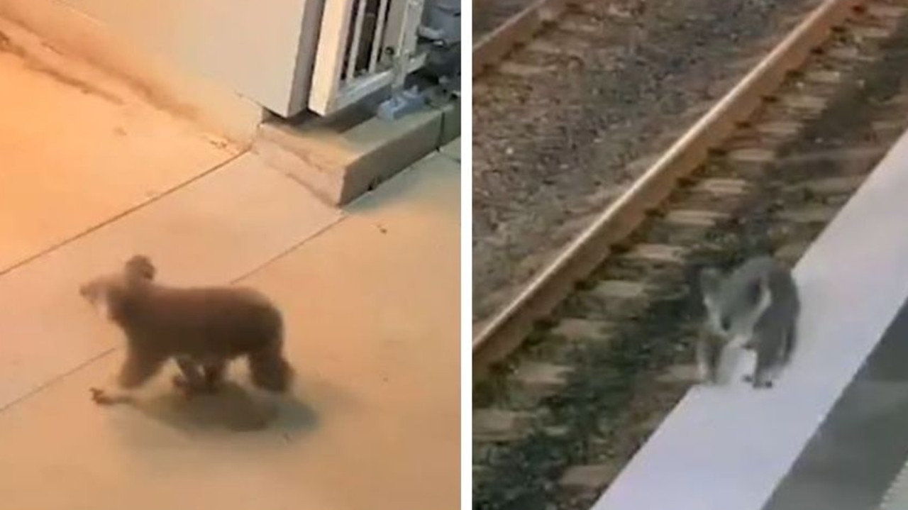 Footage captures unusual train station visit