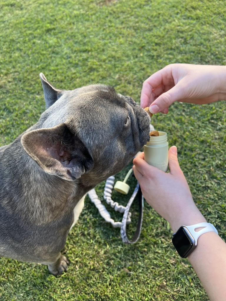 Louie the Frenchie loves the frank green Pet Treat Holder. Picture: Marina Tatas/Supplied