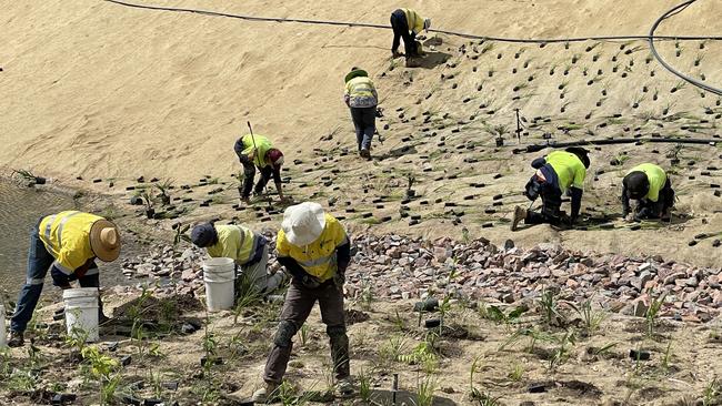 An estimated 70 workers are planting 97,000 grasses and trees for the Bushland Beach naturalisation project. Picture: Leighton Smith.