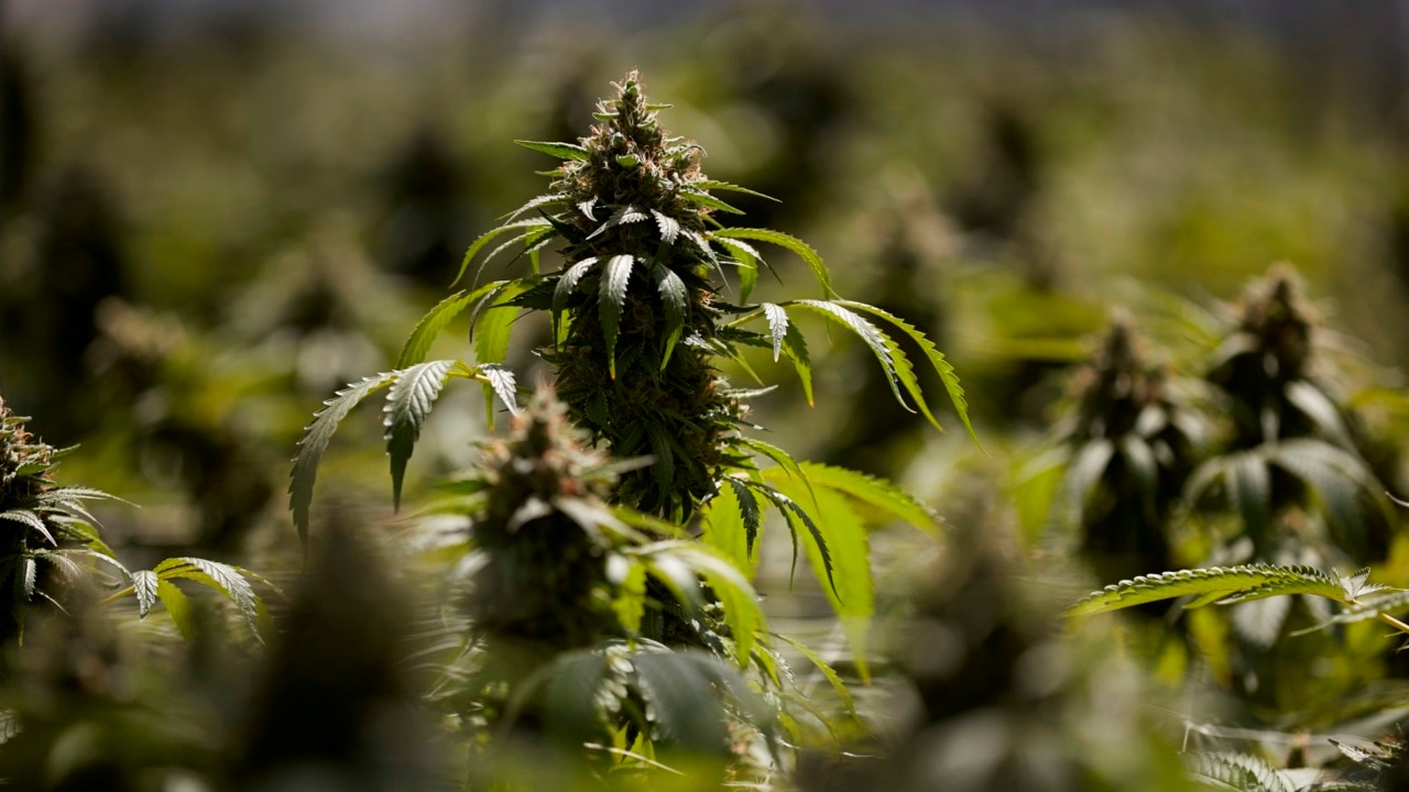 'Cannabis legalisation to have huge impact on health system'