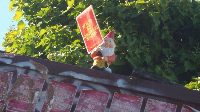 Gnomes have been spotted around Tecoma