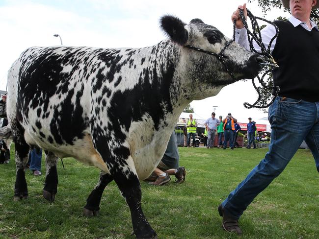 SYDNEY, AUSTRALIA -NewsWire Photos APRIL 05 2023 -A general view of the Sydney Royal Easter Show ahead of the opening day Easter Thursday in Sydney. Picture NCA Newswire / Gaye Gerard