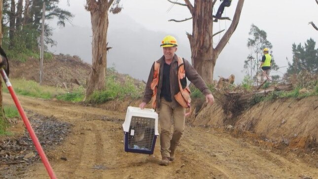 The koalas are taken down to transport to Mount Gambier. Picture: supplied