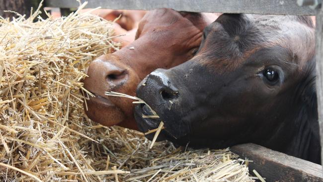 Well-bred steers and heifers are generating the greatest interest as cracks start to appear in buyer confidence due to fears of a late break. Picture: Daniel Burdon