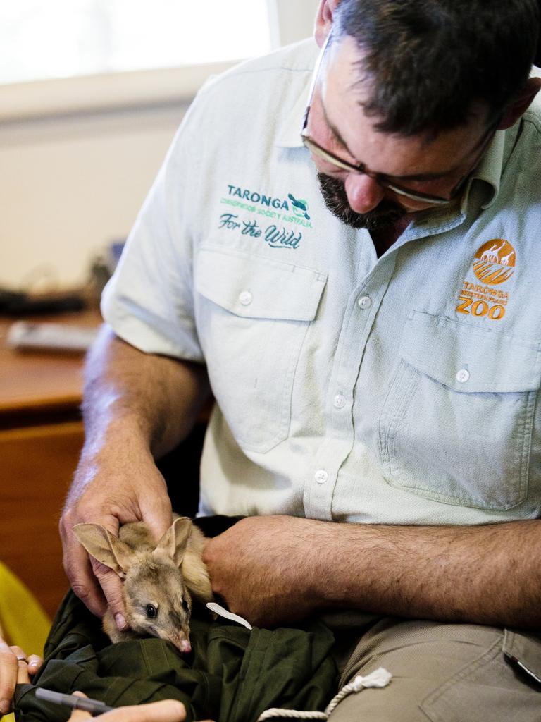 Steve Kleinig of Taronga Western Plains. The team says the desert ecosystem will be restored with the Greater Bilbies acting as ‘ecosystem engineers’.