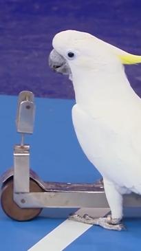 Bird breaks world record on a scooter