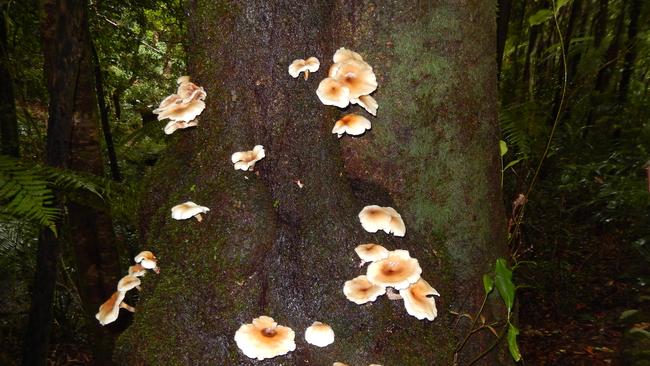 Fungi attached to a tree, Coomera Falls Circuit. Picture by Bob Fairless