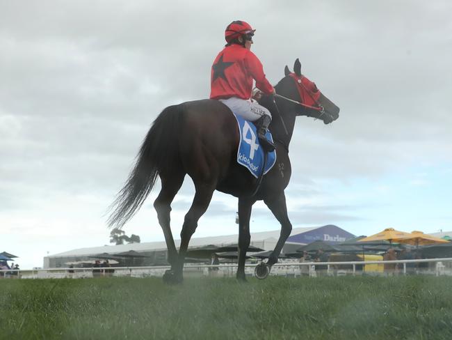 SCONE, AUSTRALIA - MAY 18: Chelsea Hillier riding Elson Boy wins Race 5 KIA Ora  during the "Coolmore Dark Jewel Day" at Scone Race Club on May 18, 2024 in Scone, Australia. (Photo by Jeremy Ng/Getty Images)