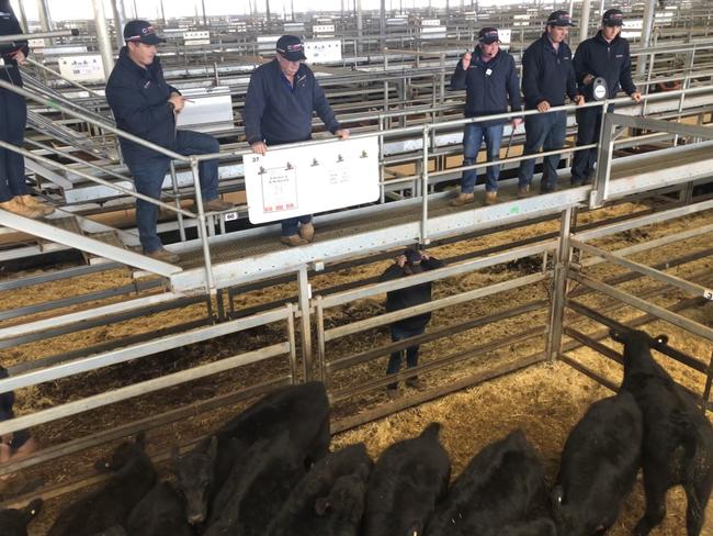 Wodonga store cattle sale, May 27, 2021. Picture: Fiona Myers