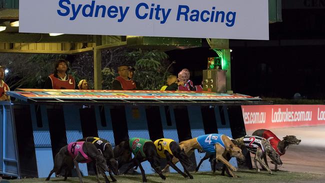 The plan to shut down NSW’s greyhound racing industry has coincided with a drop in popularity for NSW Premier Mike Baird. Picture Wendell Teodore/AFP