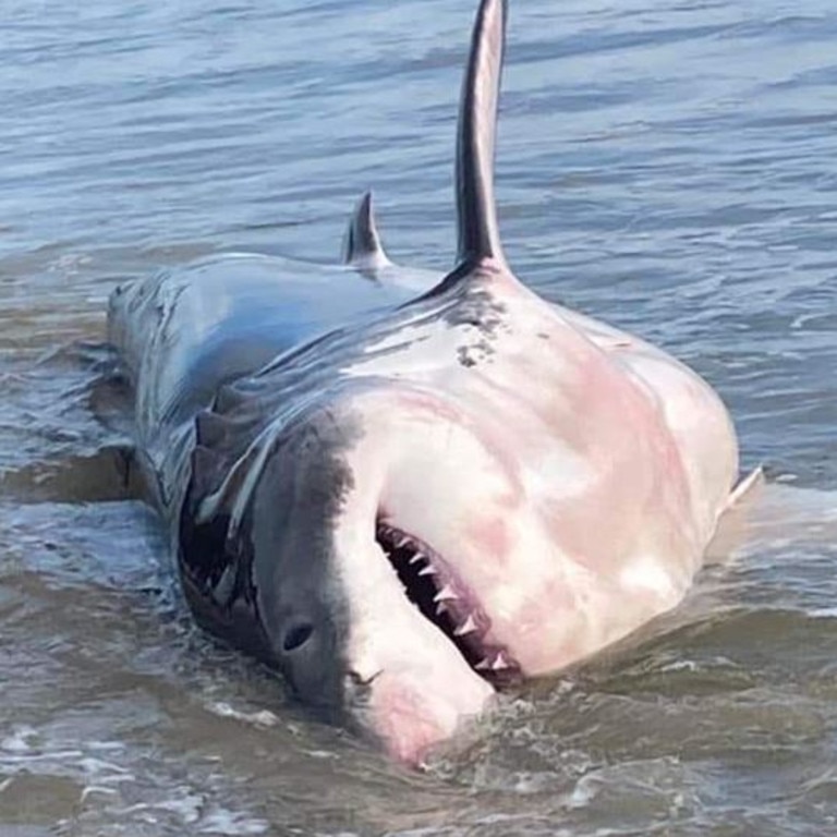 Great white shark beached at Kingscliff in northern NSW | Gold Coast ...