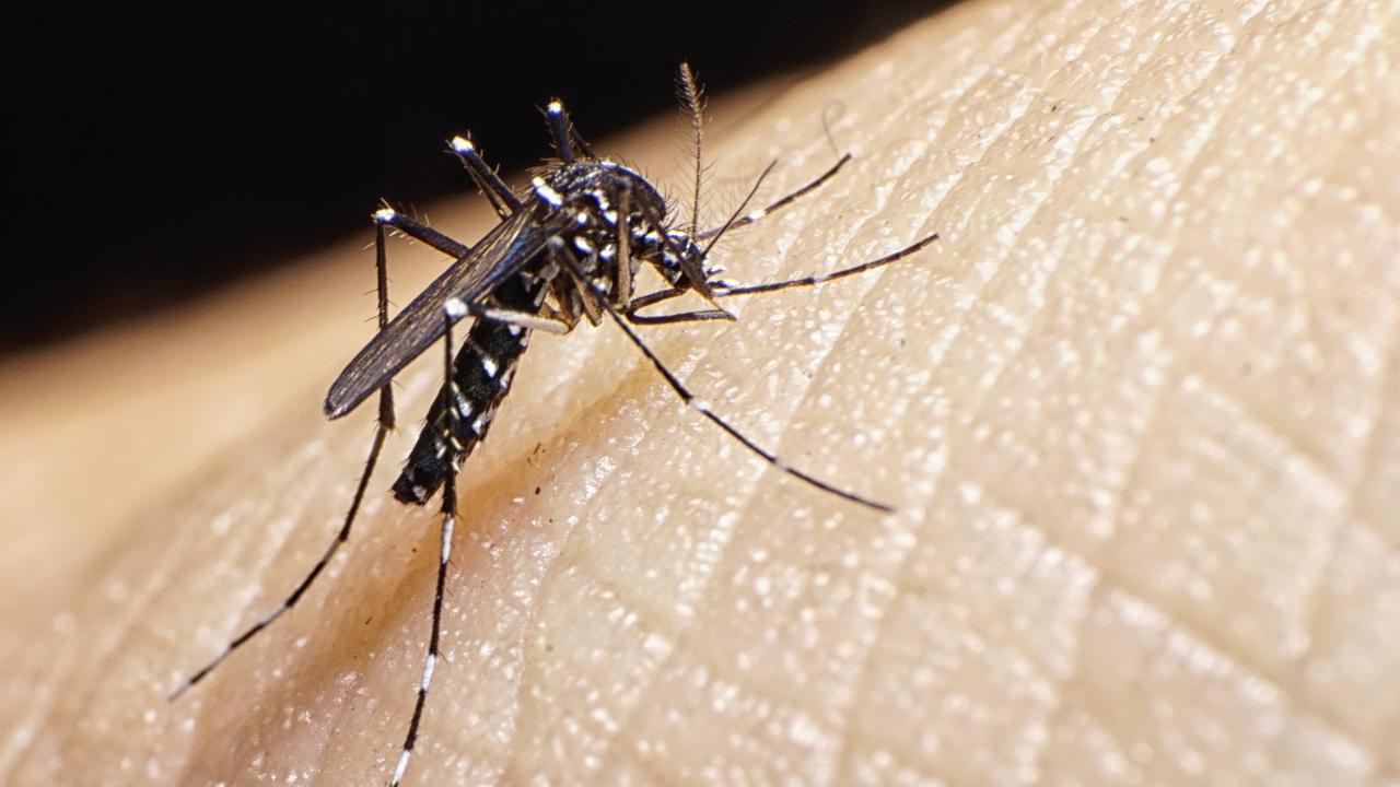 In 2023, an upsurge in dengue cases have been observed globally