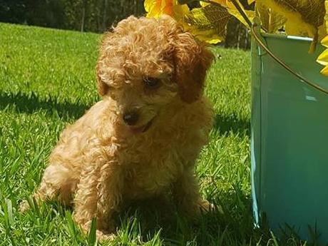 Miniature poodle, Scarlett Faith, who is blind and has spinal problems, at the Storybook Farm. Picture: Supplied.