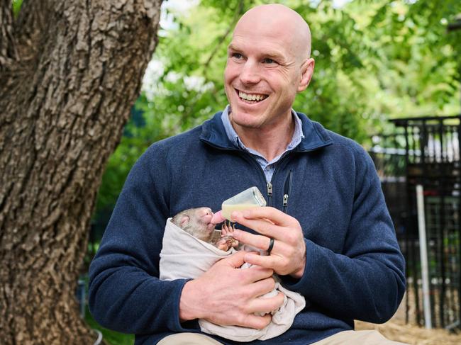 Pocock at the home of a an ACT Wildlife volunteer with an orphaned wombat. Picture: Rohan Thomson