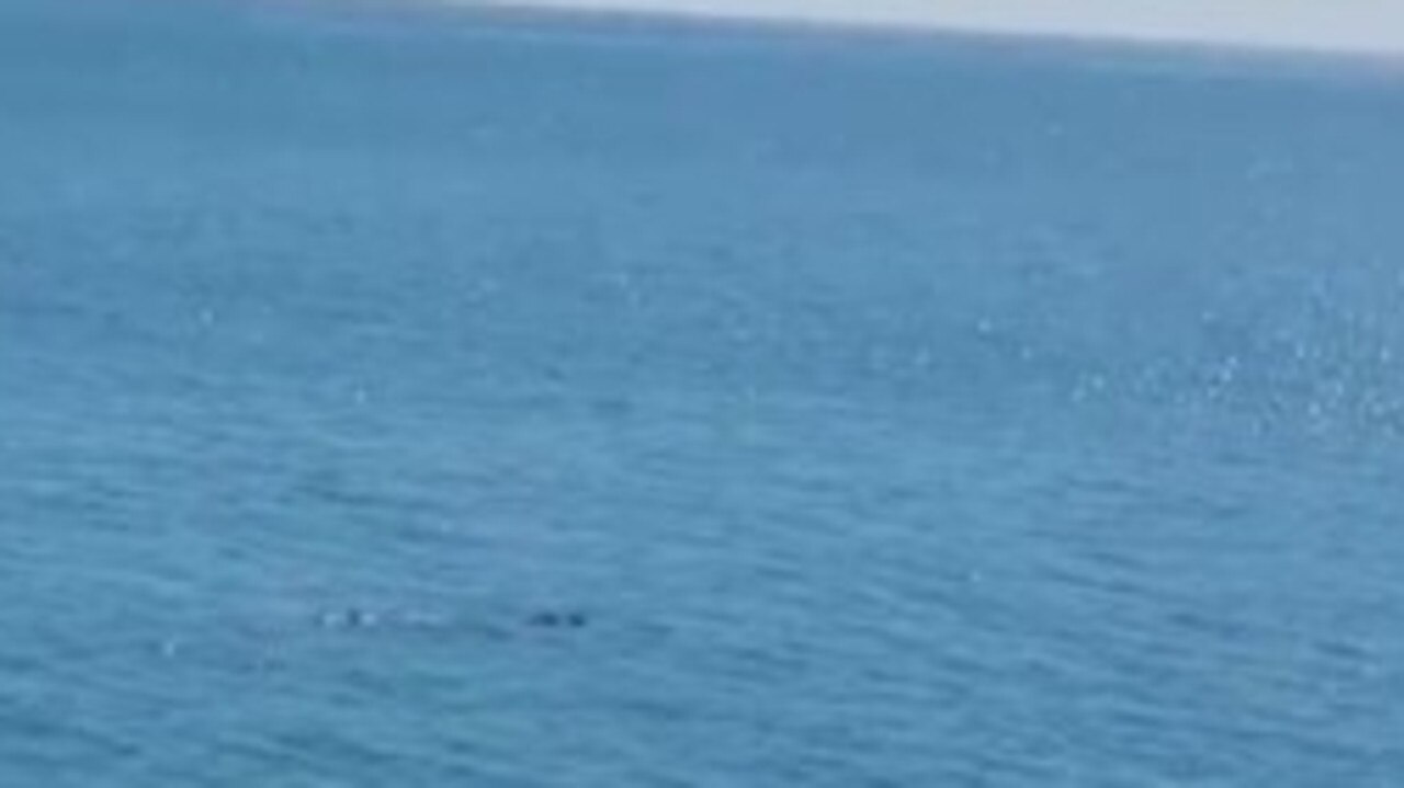 A crocodile was spotted circling the waters around Nightcliff jetty. Picture: Nigel Thompson