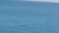 A crocodile was spotted circling the waters around Nightcliff jetty. Picture: Nigel Thompson