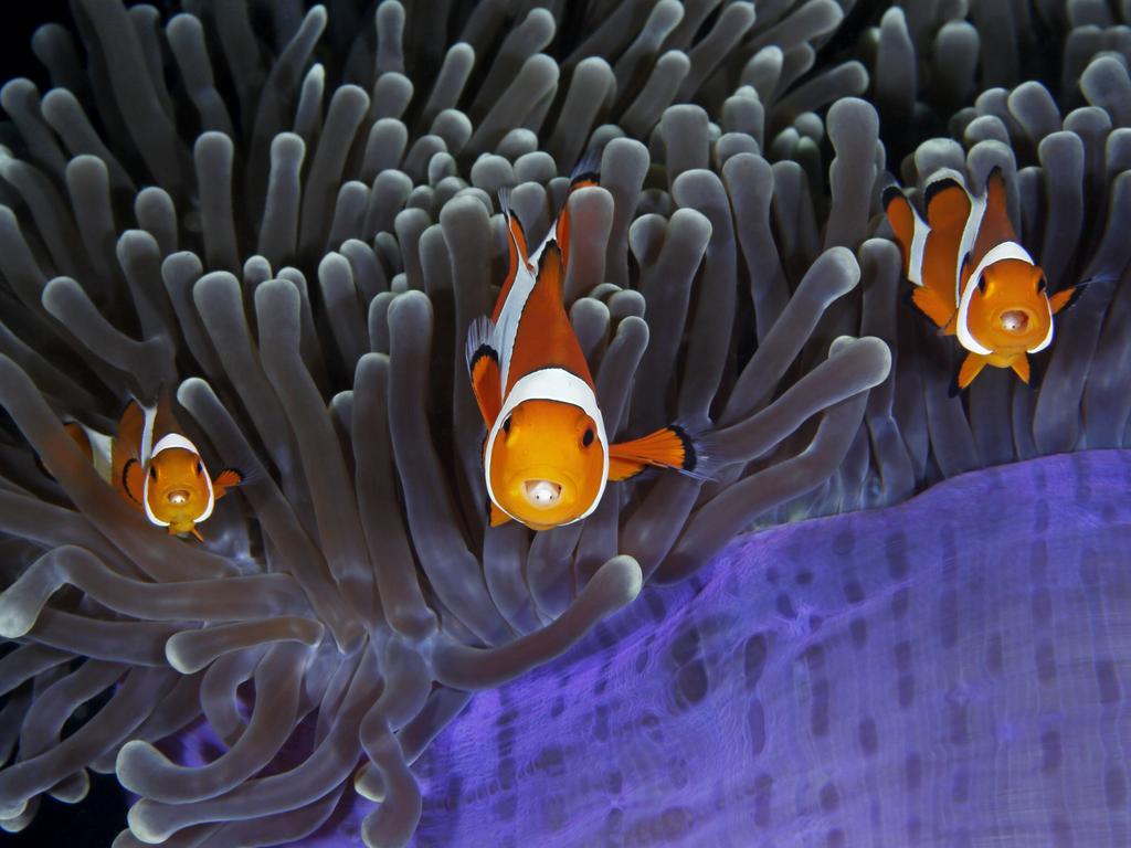 Wildlife Photographer of the Year: The world-renowned exhibition opens on 20 October at the Natural History Museum in London, which runs the annual competition. The insiders Qing Lin, China Finalist 2017, Under Water The bulbous tips of the aptly named magnificent anemone’s tentacles contain cells that sting most fish. But the clown anemonefish goes unharmed thanks to mucus secreted over its skin, which tricks the anemone into thinking it is brushing against itself. Both species benefit. The anemonefish gains protection from its predators, which daren’t risk being stung, and it also feeds on parasites and debris among the tentacles; at the same time, it improves water circulation (fanning its fins as it swims), scares away the anemone’s predators and may even lure in prey for it. While diving in the Lembeh Strait in North Sulawesi, Indonesia, Qing noticed something strange about this particular cohabiting group. Each anemonefish had an extra pair of eyes inside its mouth – those of a parasitic isopod (a crustacean related to woodlice). An isopod enters a fish as a larva, via its gills, moves to the fish’s mouth and attaches with its legs to the base of the tongue. As the parasite sucks its host’s blood, the tongue withers, leaving the isopod attached in its place, where it may remain for several years. With great patience and a little luck – the fish darted around unpredictably – Qing captured these three rather curious individuals momentarily lined up, eyes front, mouths open and parasites peeping out.