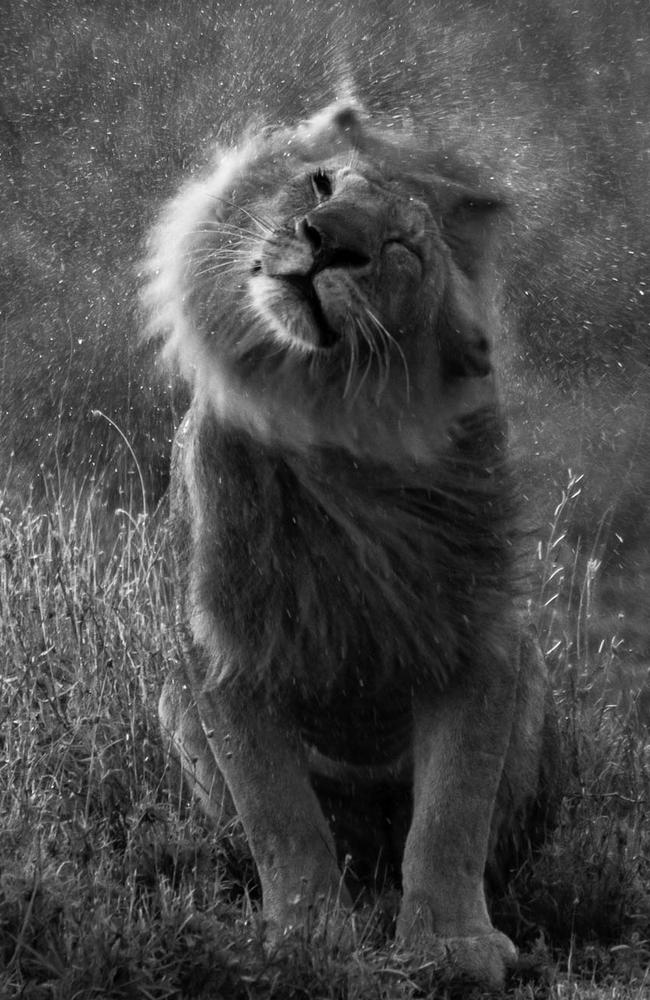 American photographer Gary Herman has entered this awe-inspiring image of a lion, taken in Tanzania. Picture: Gary Herman