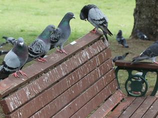 Pigeon plague driving Coast residents away from park