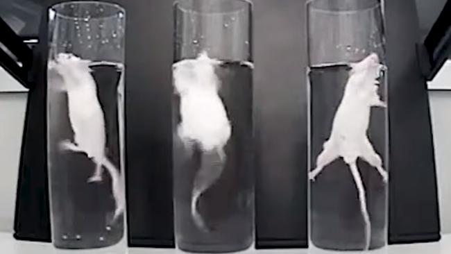 Animal advocates are pushing to have the ‘Forced Swim Test’ banned in Australia. It is a rodent behavioural test invented in the 1970s where mice are placed in an inescapable beaker of water and forced into a survival swim until they float, or otherwise. It the test is still used at some Queensland research institutes. Picture: PETA