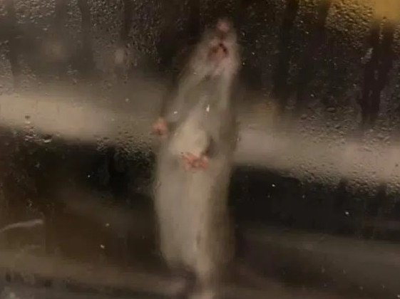 Bay Spice Indian rat spotted in window in closed Welsh restaurant. Picture: Media Wales/Australscope