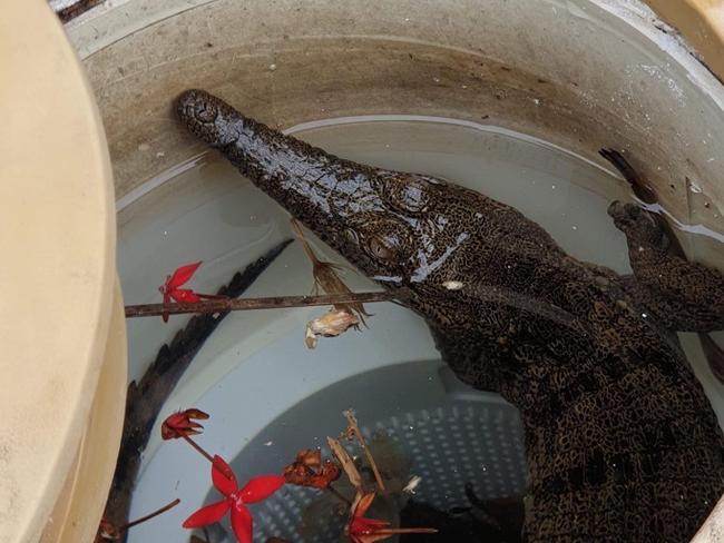 A freshwater croc was pulled from a pool in Rosebery. Picture: Calipso Pools