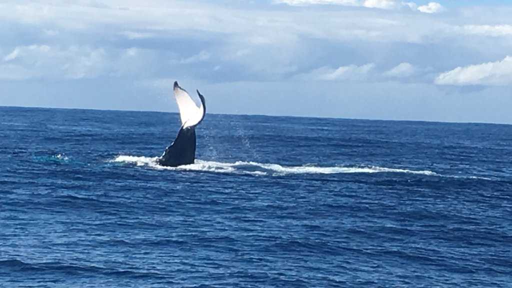 Whales sighted, should shark nets be removed? | Daily Telegraph