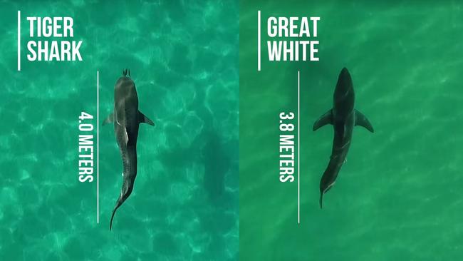 Tiger sharks can grow to as big as a great white but have notably different head shape. Picture: NSW Department of Primary Industries