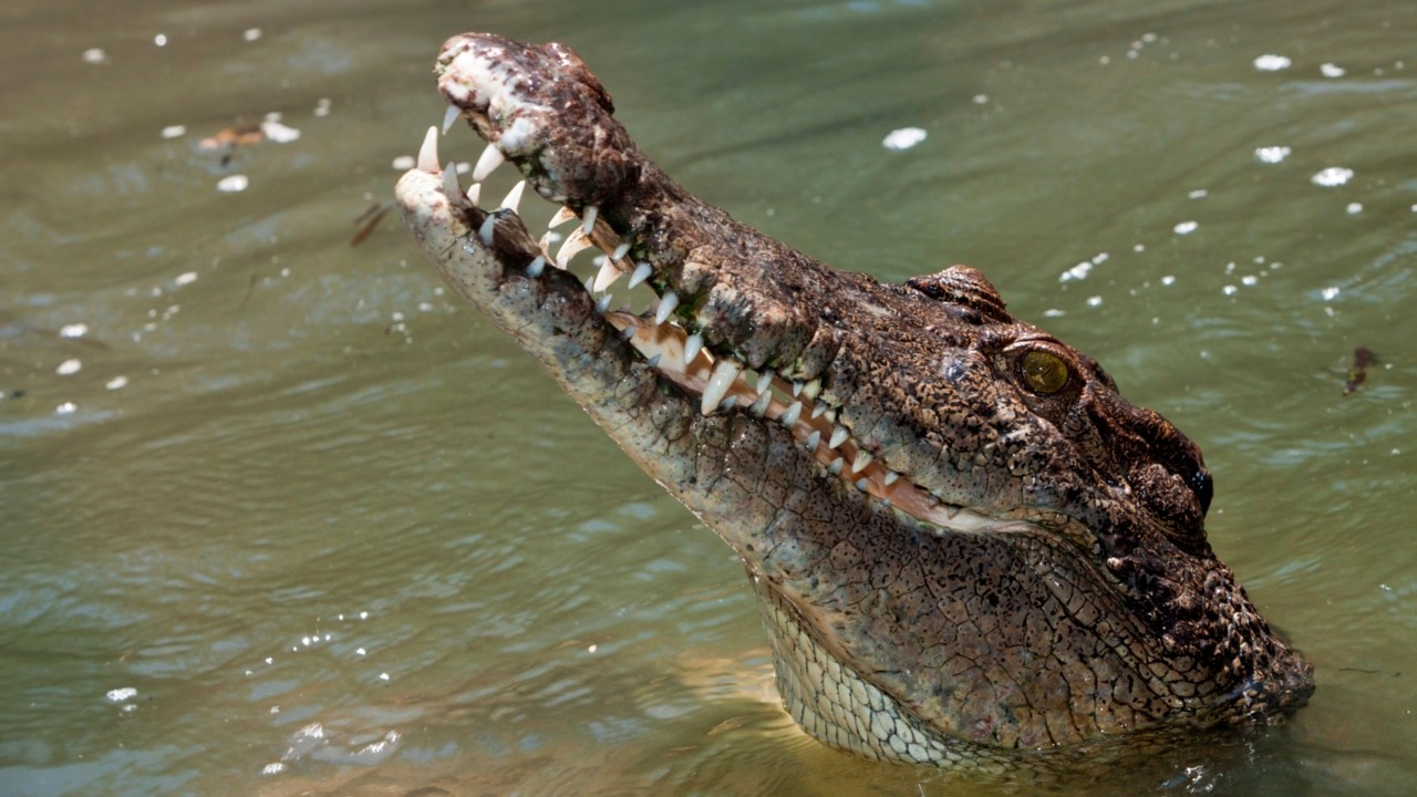 Queensland man attacked by crocodile while spearfishing